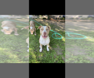 Father of the American Pit Bull Terrier puppies born on 05/09/2025