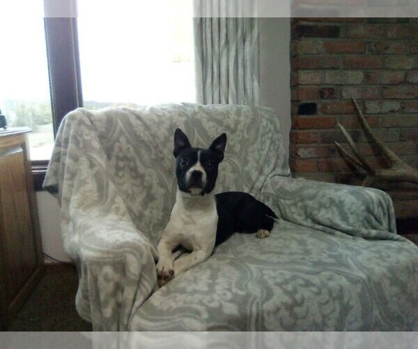 Medium Photo #1 Boston Terrier Puppy For Sale in HOT SPRINGS, SD, USA