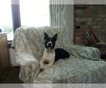 Small Boston Terrier