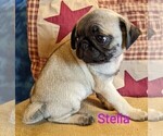 Small Photo #1 Pug Puppy For Sale in LEBANON, PA, USA