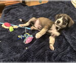 Small #1 Labrador Retriever Mix