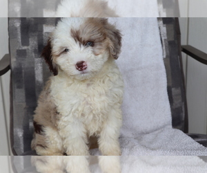 Aussiedoodle Miniature Puppy for sale in SHILOH, OH, USA
