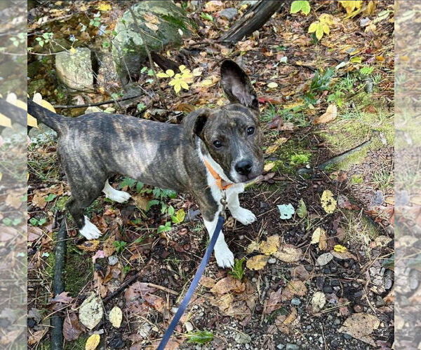 Medium Photo #10 Mountain Cur-Unknown Mix Puppy For Sale in Alexander, AR, USA