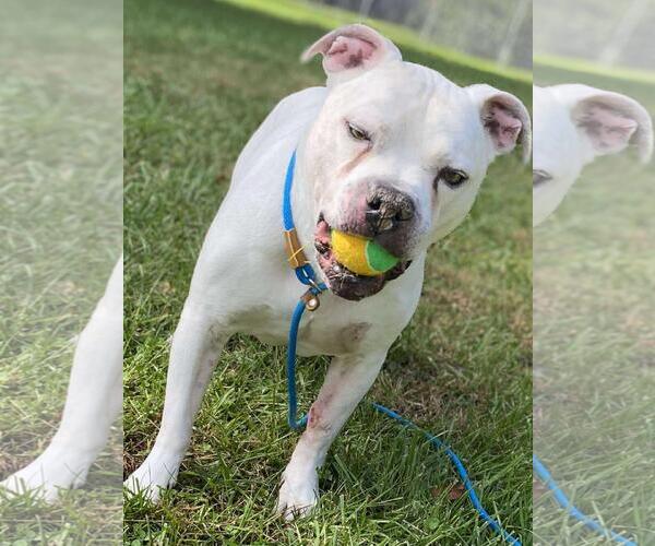 Medium Photo #2 Argentinian Mastiff-Eurasier Mix Puppy For Sale in Front Royal, VA, USA