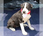 Small #3 Boston Terrier Mix