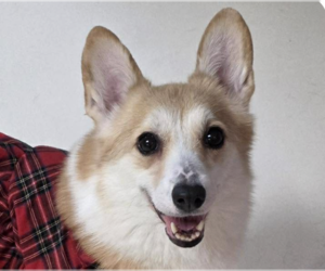 Mutt Dogs for adoption in San Ramon, CA, USA