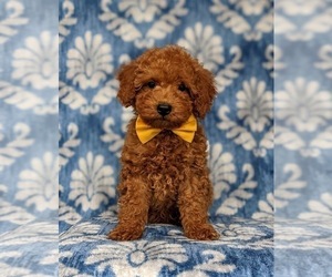 Poodle (Miniature) Puppy for sale in QUARRYVILLE, PA, USA