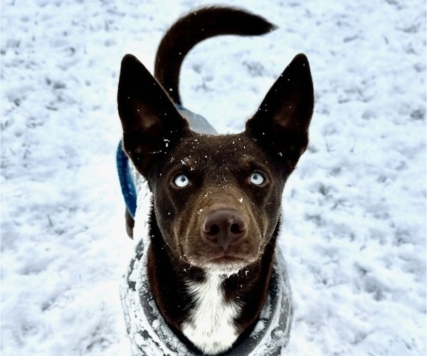 Medium Photo #7 Australian Kelpie Puppy For Sale in CAMAS, WA, USA