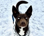 Small #6 Australian Kelpie