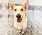 Small #1 German Shepherd Dog-Huskies  Mix