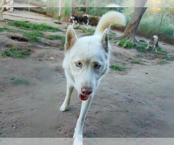 Medium Photo #18 Siberian Husky Puppy For Sale in Pacific grove , CA, USA