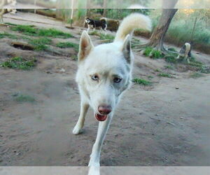 Blossom - Female Siberian Husky Dog for Adoption - Photo #18