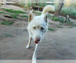 Small #17 Siberian Husky