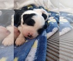 Small Photo #13 Sheepadoodle Puppy For Sale in INDEPENDENCE, MO, USA