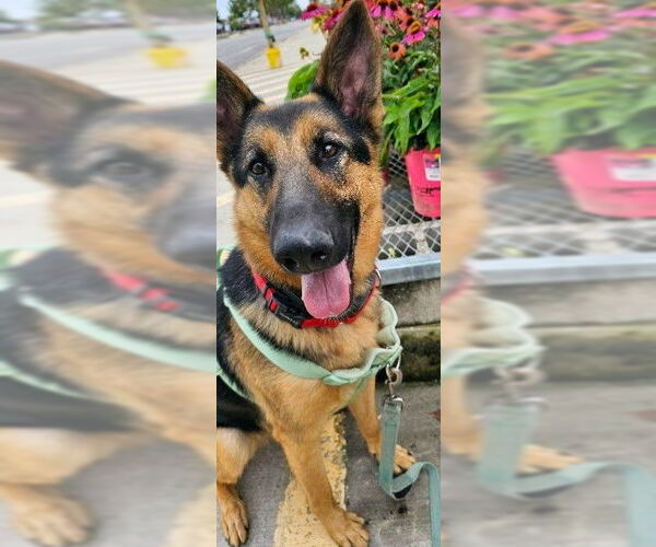 Medium Photo #1 German Shepherd Dog Puppy For Sale in Kansas City, MO, USA