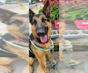 Medium German Shepherd Dog