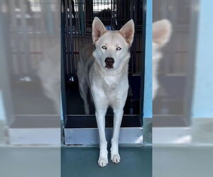 Siberian Husky Dogs for adoption in Pasadena, CA, USA