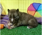 Small Photo #18 Siberian Husky Puppy For Sale in DEARBORN, MO, USA