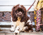 Puppy 3 Cocker Spaniel