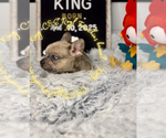Small #4 French Bulldog