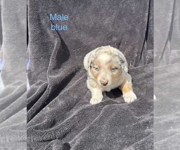 Medium Photo #10 Australian Shepherd Puppy For Sale in COTOPAXI, CO, USA
