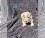 Small #9 Australian Shepherd