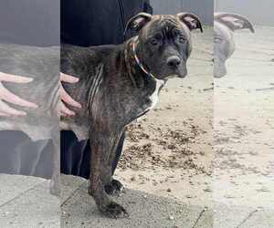 Medium American Pit Bull Terrier-American Staffordshire Terrier Mix