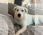 Small Photo #52 Great Pyrenees-Unknown Mix Puppy For Sale in Brewster, NY, USA