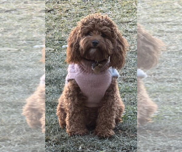 Medium Photo #1 Cavapoo (Standard) Puppy For Sale in LITHIA, FL, USA
