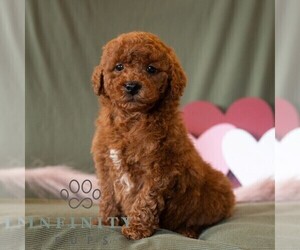 Cavapoo (Miniature) Puppy for sale in DORNSIFE, PA, USA