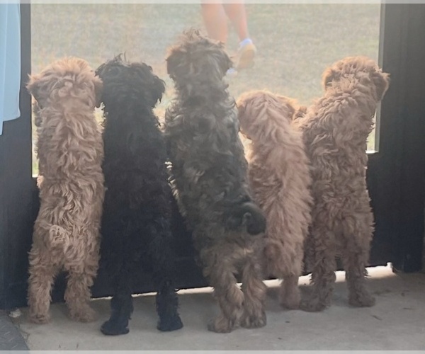 Medium Photo #1 Poodle (Miniature) Puppy For Sale in BLUE MOUND, TX, USA