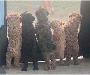 Poodle (Miniature) Puppy for sale in BLUE MOUND, TX, USA