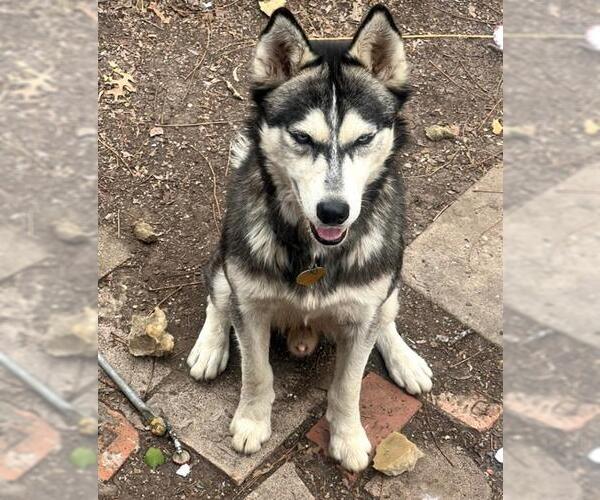 Medium Photo #1 Siberian Husky Puppy For Sale in San Antonio, TX, USA