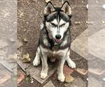 Small Siberian Husky