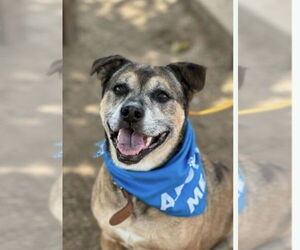 Boxer-Unknown Mix Dogs for adoption in Euless, TX, USA