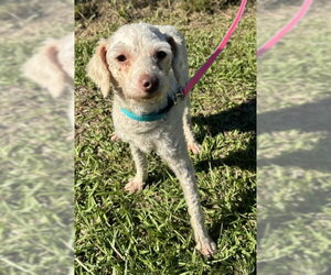 Baxter - Male Mutt Dog for Adoption - Photo #5