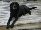 Small Photo #1 Labrador Retriever Puppy For Sale in WINTERVILLE, NC, USA
