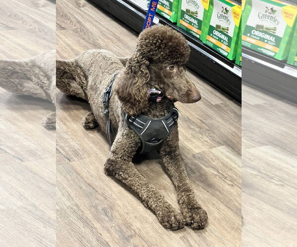 Medium Photo #4 Poodle (Standard) Puppy For Sale in Munford, TN, USA
