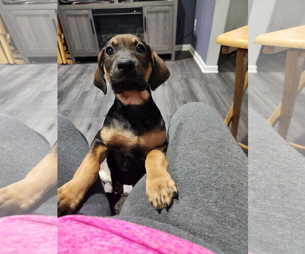 Medium Photo #3 Mutt Puppy For Sale in Plainfield, IL, USA