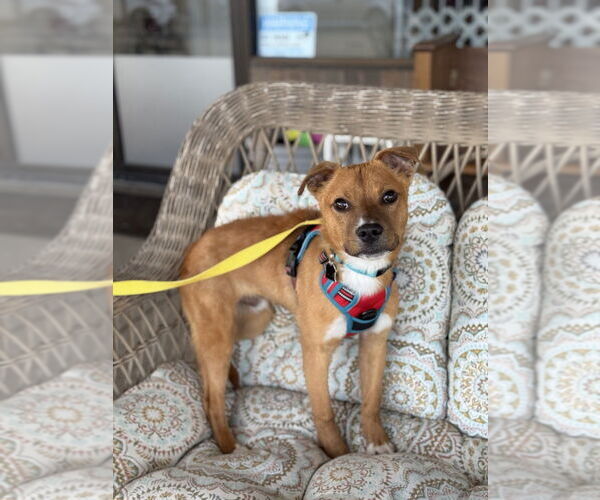 Medium Photo #3 Mutt Puppy For Sale in Mundelein, IL, USA