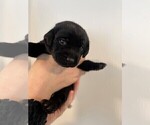 Small Photo #3 Labrador Retriever Puppy For Sale in CHINO HILLS, CA, USA