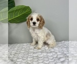 Small Photo #4 Cocker Spaniel Puppy For Sale in FRANKLIN, IN, USA