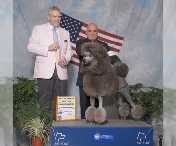 Medium Photo #6 Poodle (Standard) Puppy For Sale in LADY LAKE, FL, USA