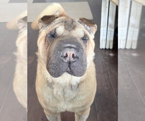 Mutt Dogs for adoption in Prescott, Ontario, Canada