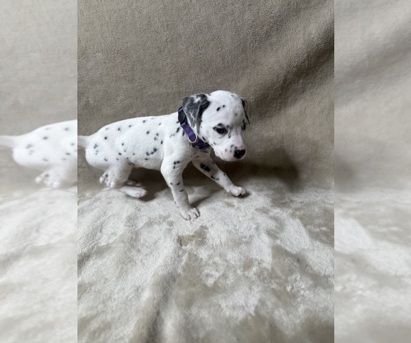 Medium Photo #3 Dalmatian Puppy For Sale in FORT WORTH, TX, USA