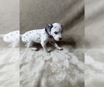 Small #2 Dalmatian