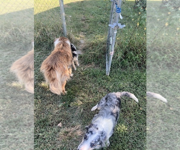 Medium Photo #8 Border Collie Puppy For Sale in FREEMAN, MO, USA