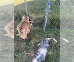 Small #7 Border Collie