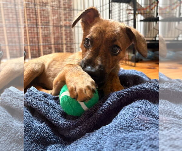Medium Photo #2 American Pit Bull Terrier-Labrador Retriever Mix Puppy For Sale in Chester, VA, USA