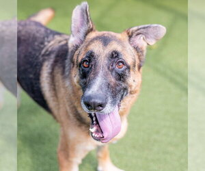 Toby - Male German Shepherd Dog-Unknown Mix Dog for Adoption
